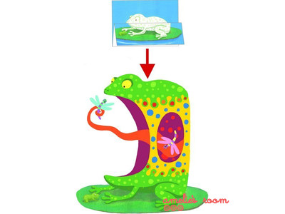 Djeco Colour Surprises Animals